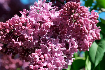 Obraz premium Lush beautiful lilac blossom in a botanical garden on a bright sunny spring day