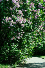 Landscape botanical park on a bright sunny spring day