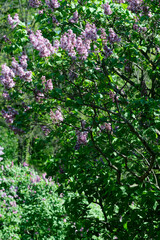 Lush beautiful lilac blossom in a botanical garden on a bright sunny spring day