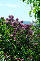 Lush beautiful lilac blossom in a botanical garden on a bright sunny spring day