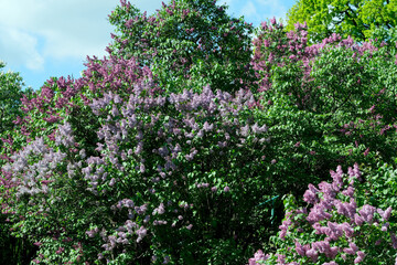 Lush beautiful lilac blossom in a botanical garden on a bright sunny spring day