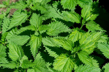 Medicinal plant herb nettle