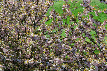 Beautiful spring sakura flowers bloom on a sunny day