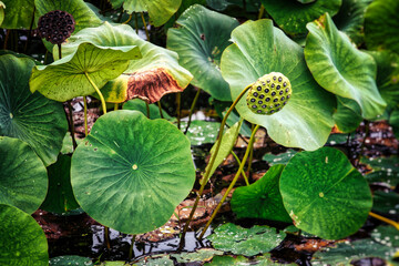 Water Lilies Close Up