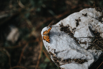 A beautiful butterfly perched delicately on a textured rock amidst a natural backdrop, showcasing...