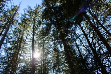 sunshine through the trees at state park in Saratoga Springs  NY