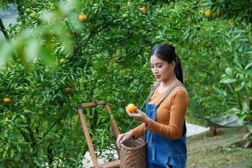 Asian female, orchard owner, examines orange in hand, basket beside, lush trees background,...