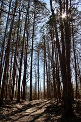 tall trees in the woods