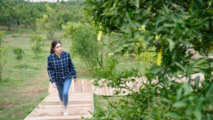 Asian woman in blue checks, walks on wooden path in orchard, green trees on both sides, overcast sky, thoughtful expression, casual outdoor wear. Working in orange orchard ready for harvest