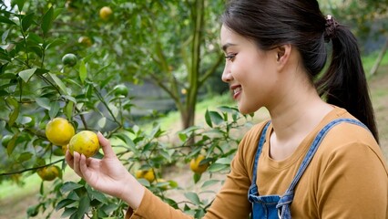 Smiling Asian female in orchard, mustard shirt, denim overalls, holds ripe orange, admiring...