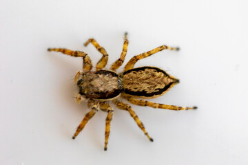 Gray jumping spider (Menemerus bivittatus), isolated in selective focus. flycatcher spider