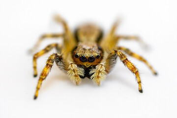Gray jumping spider (Menemerus bivittatus), isolated in selective focus. flycatcher spider