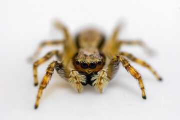 Gray jumping spider (Menemerus bivittatus), isolated in selective focus. flycatcher spider