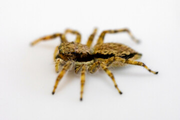 Gray jumping spider (Menemerus bivittatus), isolated in selective focus. flycatcher spider