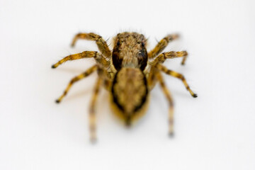 Gray jumping spider (Menemerus bivittatus), isolated in selective focus. flycatcher spider