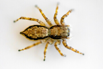 Gray jumping spider (Menemerus bivittatus), isolated in selective focus. flycatcher spider