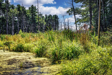 Moore's Swamp View