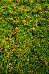 Background of leaves and flowers