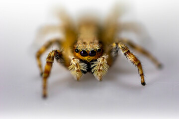 Gray jumping spider (Menemerus bivittatus), isolated in selective focus. flycatcher spider