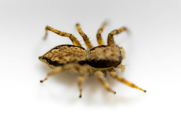 Gray jumping spider (Menemerus bivittatus), isolated in selective focus. flycatcher spider