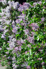 Obraz premium Lilac flowers in the garden