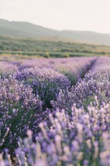 Stunning lavender field landscape with copy space in vertical composition for creative designs