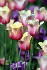 Field of tulips