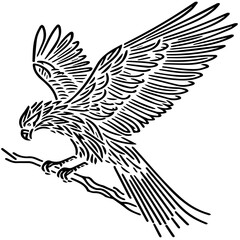 eagle black and white hand draw