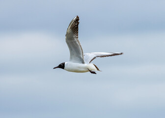 Fototapeta na wymiar A black-headed gull in flight is a graceful spectacle. Its slender wings beat in smooth arcs, with the white feathers contrasting against its dark wingtips. Its flight pattern is agile and adaptable.