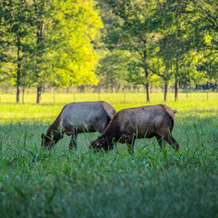 Elk grazing in an open field 