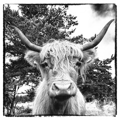 Highland cow far from its native Scotland. Photographing in Lozère (France).