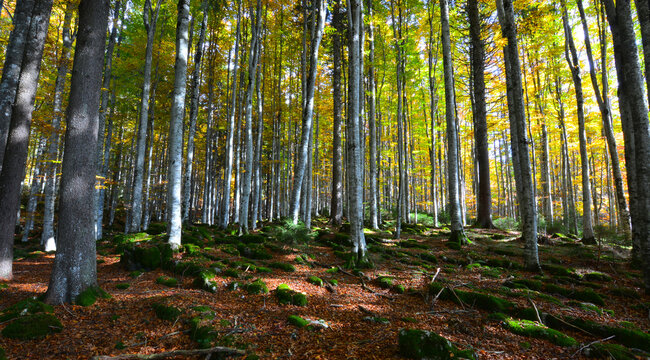 the colors of the forest shine as the sun sets