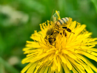 bee on yellow flower
