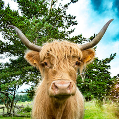Highland cow far from its native Scotland. Photographing in Lozère (France).