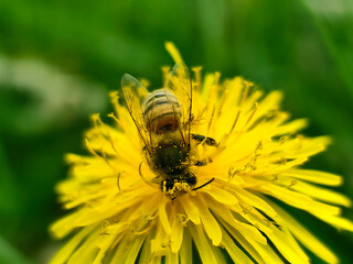 bee on yellow flower