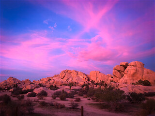 Joshua Tree Pink Sunset