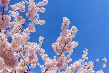 Cherry Blossoms in Vancouver, with a blue sky background, in spring. 