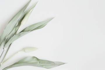 Single white flower on a white surface. Suitable for minimalistic designs