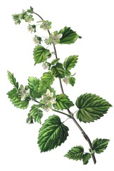 A drawing of a plant with white flowers, suitable for botanical illustrations