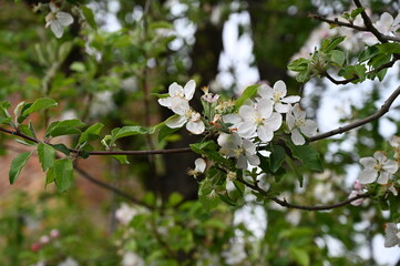 spring apple blossom