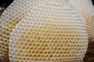 A natural bee hive that makes a nest in my garden.