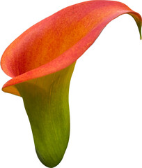 orange lily isolated png