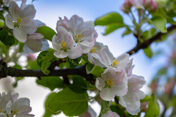 Apfelbaum mit Blüten vor baluem Himmel