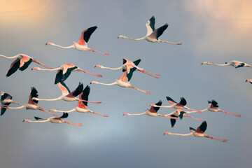 Greater Flamingos flying in the sky