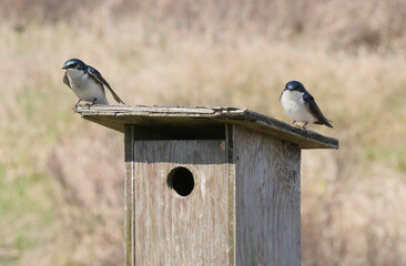 Tree swallows perched on a birdhouse during a spring season at the Pitt River Dike Scenic Point in Pitt Meadows, British Columbia, Canada