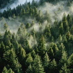 view of the green forest from above shrouded in mist