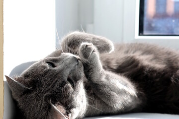 A Russian Blue cat lies blissfully on a windowsill in the sun, licking its paws.