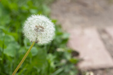 Close up of a dandelion in a garden