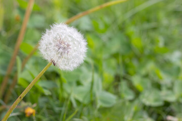 Close up of a dandelion in a garden