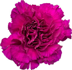  purple carnation flower isolated png